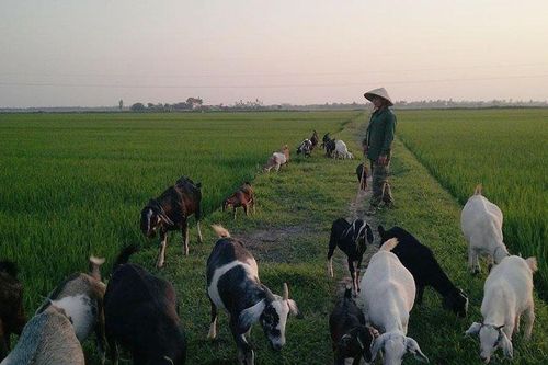 Phát triển đàn gia súc