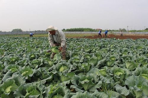 Lãi lớn nhờ mô hình trồng rau hữu cơ vụ Đông
