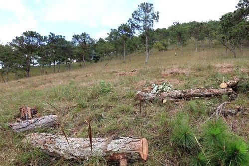 Phạt ba đối tượng phá rừng thông gần 190 triệu đồng