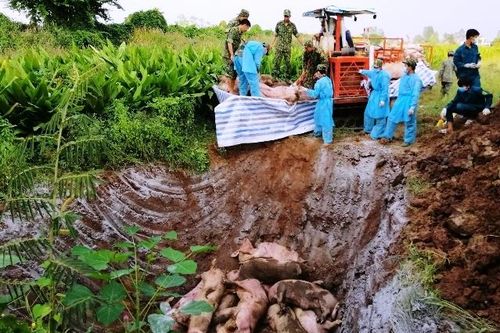 Nguy cơ ô nhiễm môi trường do tiêu hủy lợn chưa đúng quy cách