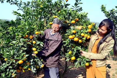 Phát huy hiệu quả từ mô hình trồng cây ăn quả của Hợp tác xã Quang Vinh