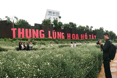 Giới trẻ sốt xình xịch với 'thung lũng cúc họa mi' ngay cạnh Hồ Tây