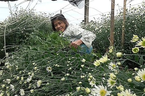 Cúc họa mi vào mùa: Nhà vườn 'hốt bạc'