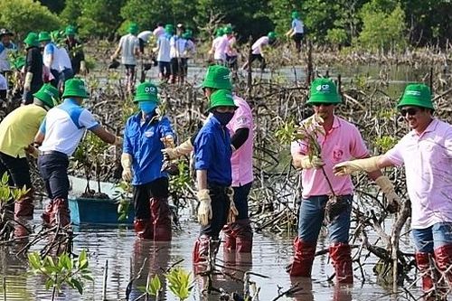 C.P. Việt Nam tham gia trồng đước để bảo vệ môi trường