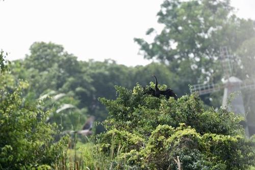 Khảo sát và đưa ra biện pháp bảo vệ đàn chim cổ rắn