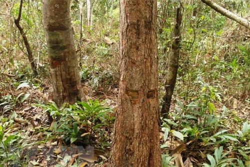 Lập biên bản 1 vụ cưa trộm gỗ rừng trồng