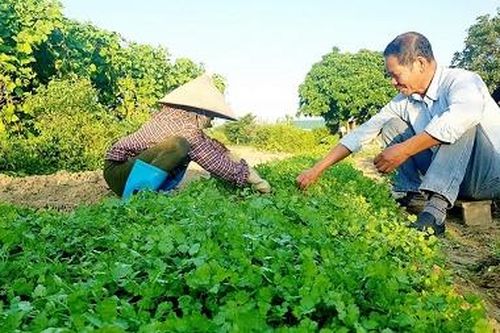 Nhiều giống rau mới cho thu nhập cao