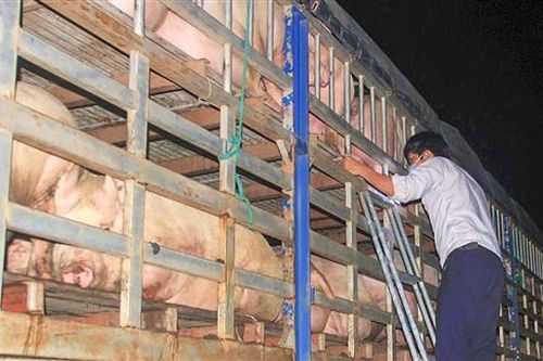 Cần tăng cường kiểm soát vận chuyển lợn, sản phẩm từ lợn qua biên giới