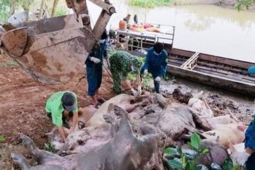 'Nóng' tình trạng nhập lậu lợn qua biên giới Tây Nam