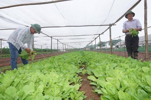 Gỡ khó cho hợp tác xã nông nghiệp