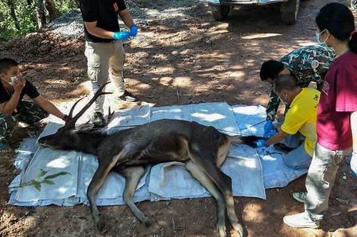 Hươu chết ở Thái Lan, trong bụng có 7 kg rác và nhựa