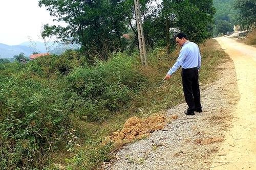 68 cây hoa ban trồng ở Cẩm Phả giờ đi đâu?
