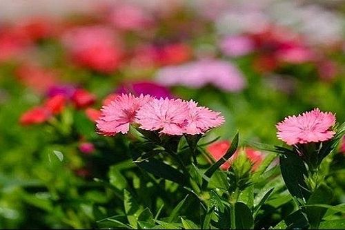 Đồng Tháp: Hàng trăm giống hoa mới phục vụ Tết Canh Tý