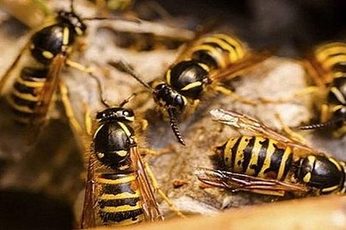 Nhồi máu cơ tim do bị... ong vò vẽ đốt
