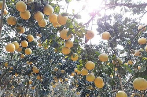 Hà Nội: Trái ngọt từ sản xuất xanh
