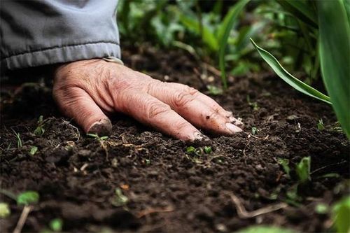 Hà Nội: Công bố kết quả điều tra vụ 3 chị em ruột tử vong trong vòng 7 tháng