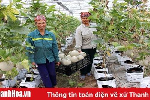 60 đơn vị sản xuất rau, quả an toàn trên địa bàn tỉnh được kiểm soát chất lượng