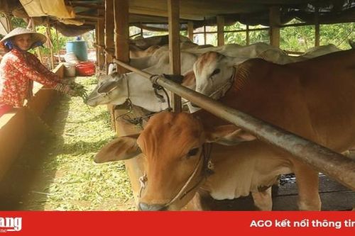Nuôi bò vỗ béo - mô hình cũ nhưng hiệu quả cao