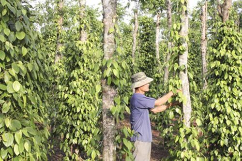 Chuyện nhà nông: 'Chữa bệnh' hồ tiêu bằng quản lý dịch hại tổng hợp