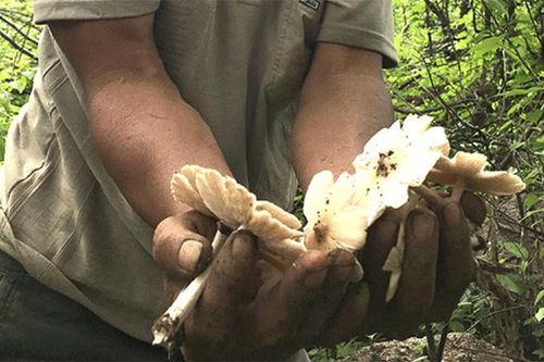 'Săn' nấm mối đầu mùa
