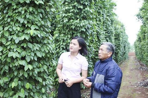 Tưới nước tiết kiệm trên cây tiêu