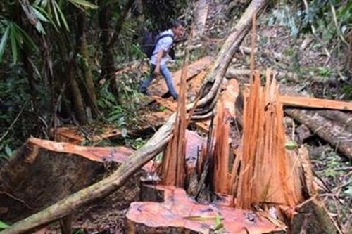 Rừng phòng hộ Sông Tranh đang bị băm nát