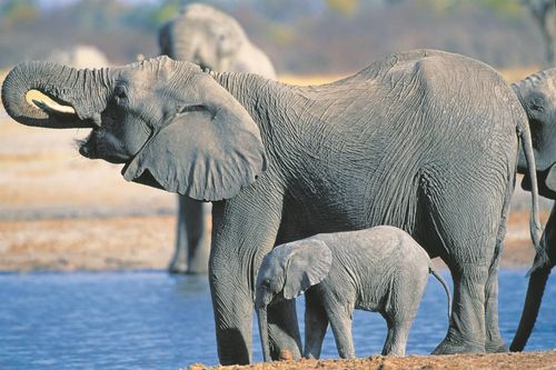 Chính phủ không đủ tiền nuôi, voi con Zimbabwe bị bán sang Trung Quốc