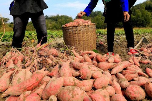 Mafia Nhật thất thế, chuyển sang ăn trộm khoai?