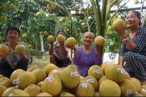 Nông sản Hòa Bình - mô hình kinh tế mới