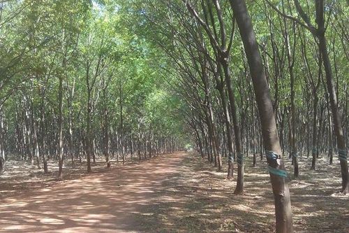 Thúc đẩy đầu tư nước ngoài vào ngành công nghiệp chế biến gỗ