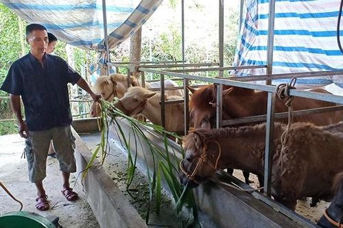 Tiếp sức giúp nông dân thoát nghèo