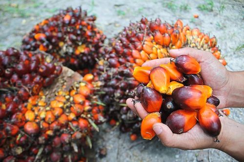 Fitch dự báo giá dầu cọ thô sẽ tiếp đà tăng trong năm 2020
