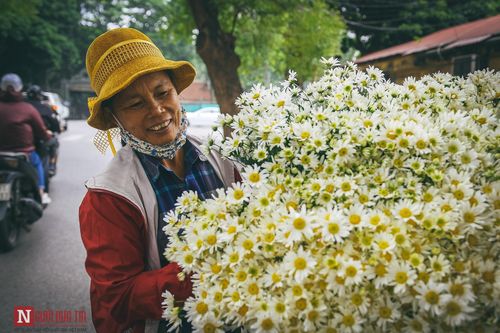 Chùm ảnh: Cúc họa mi dịu dàng chở đông về trên phố