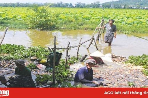 Hiệu quả mô hình trồng sen lấy củ
