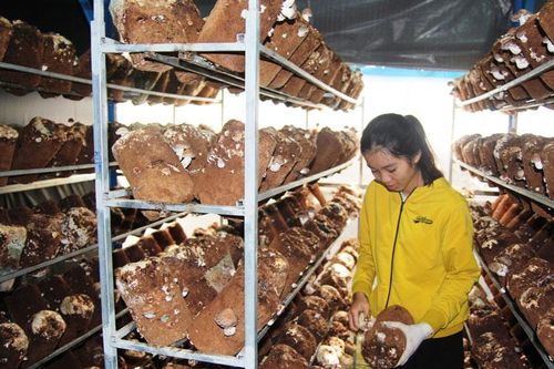 Đối thoại, tìm đầu ra cho sản phẩm nấm hương