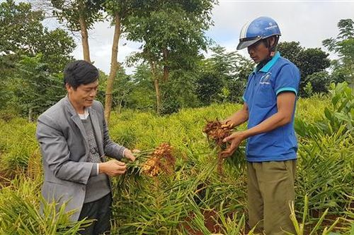 Hướng Hóa: Phát triển gần 120 ha vùng nguyên liệu gừng