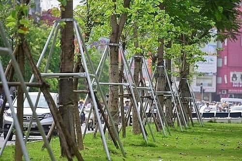 Tăng cường bảo vệ hệ thống cây xanh