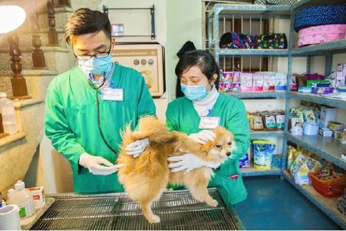 Hà Nội lấy 183 mẫu giám sát sau tiêm phòng vắc xin dại trên chó, mèo