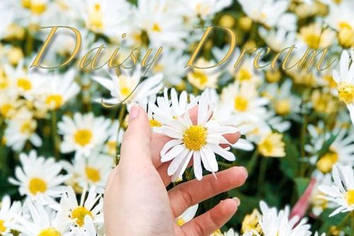 Đông về trên phố Hà Nội cùng cúc họa mi