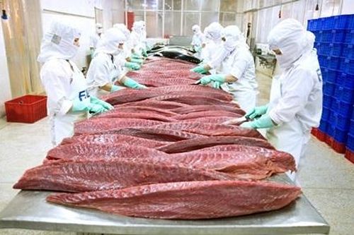 Xuất khẩu cá ngừ tiếp tục giảm trong tháng 10