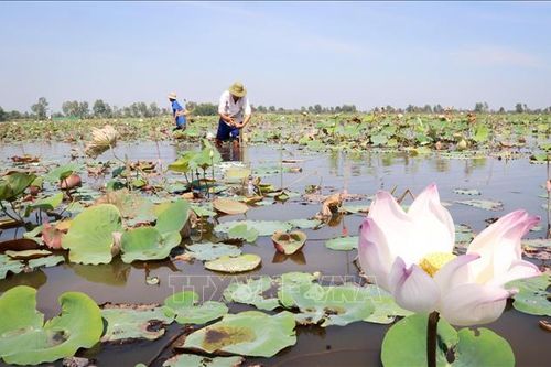 Trồng sen đem lại hiệu quả kinh tế cao ở vùng Đồng Tháp Mười