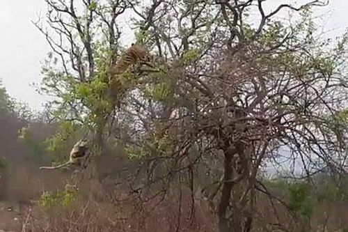 Hổ đói săn khỉ trên cây và kết cục 'chết cười'