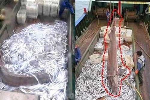Bắt được 'thủy quái' cá tầm khổng lồ nặng 200kg, dài 3m