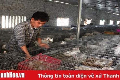 Hiệu quả mô hình nuôi thỏ thương phẩm tại xã Quảng Hòa