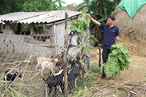 Huyện Gio Linh triển khai kế hoạch sản xuất nông nghiệp năm 2020