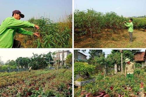 Xuống giống, chuẩn bị hoa Tết