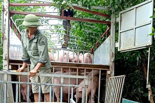 Khó kiểm soát lợn thịt đưa sang Trung Quốc