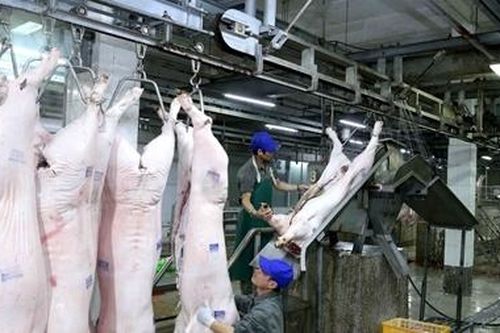 Khó khăn lắm mới nhập khẩu thịt lợn