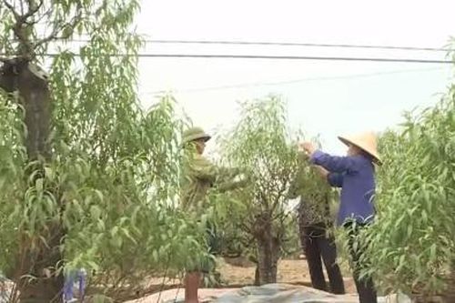Làng đào Nhật Tân rục rịch chuẩn bị Tết 2020