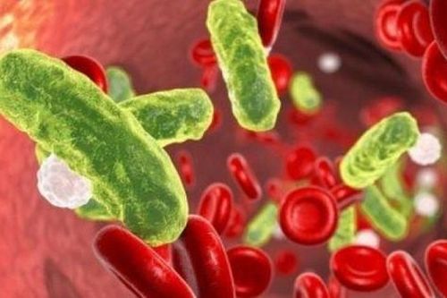 Suýt mất mạng vì ăn cua biển để qua đêm bảo quản sai cách